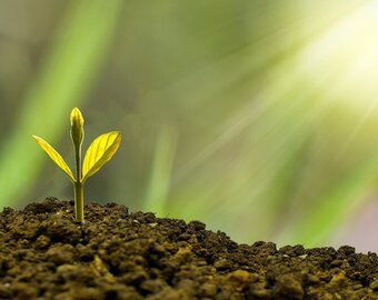 Plante Online