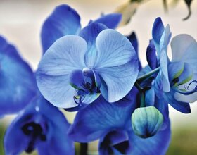 O Cultivo de Orquídeas - Ebook