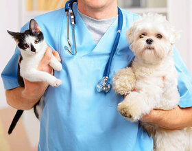 Auxiliar Veterinário